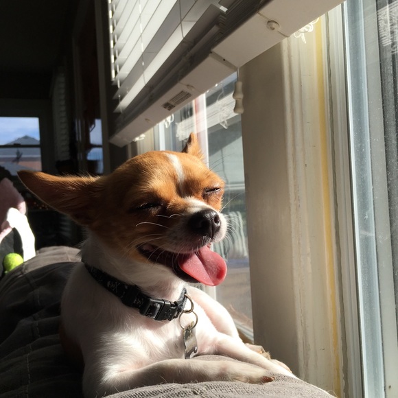 Meet your Posher, Robin - Picture 1 of 1